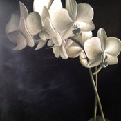 Black, white and sage color, orchid flower oil painting