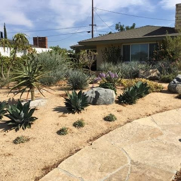 Succulent Excitement
