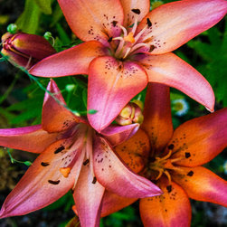 Three Pink Lilies - Artwork