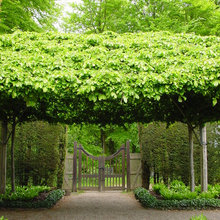 Hedges