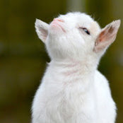 Dianne Fowler's photo