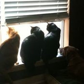 Lara Goldberg's photo