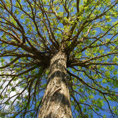Treeforce Inc. in Pleasanton