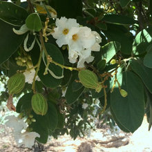 DROUGHT-TOLERANT PLANTS