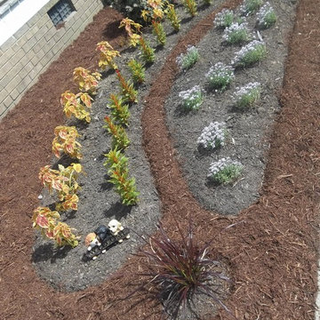 Perennials and Annuals