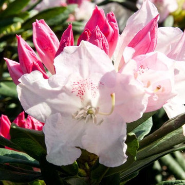 Southgate® Grace™ Rhododendron Rhododendron x 'Elizabeth Ard'