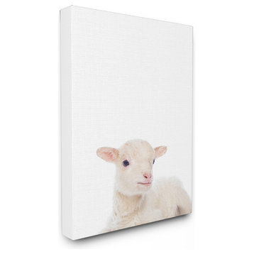 Baby Lamb Studio Photo, Canvas, 24"x30"