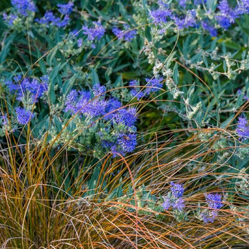 Autumn Grasses