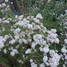 Native plants