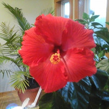 My potted plants