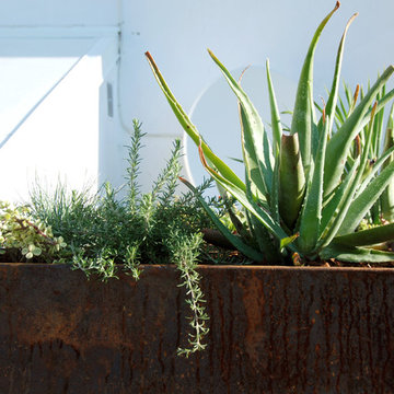 jardinières oxydées et plantes grasses