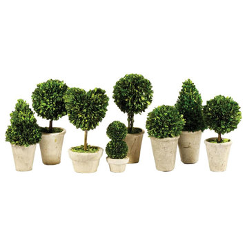 Set of 8 Mini English Topiary Boxwoods in Pots Tabletop Grouping Greenery 16 in