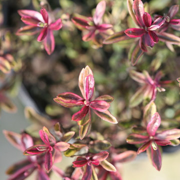 'Wild Romance' Hebe