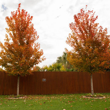 October Glory Maple Trees in Fall