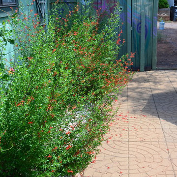 Southwestern Plants