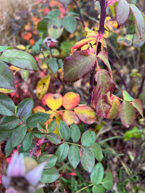 Autumn color on your roses? | Houzz Forum