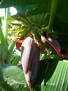 12+ Raja Puri Banana Plant