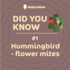Did you know Hummingbird-flower mites?