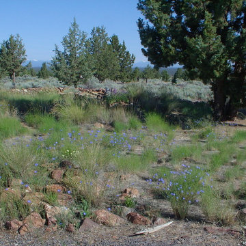 Bunch grass and wildflowers