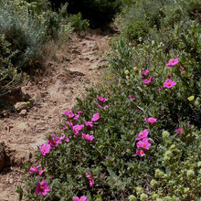 ADOBE DRY GARDEN