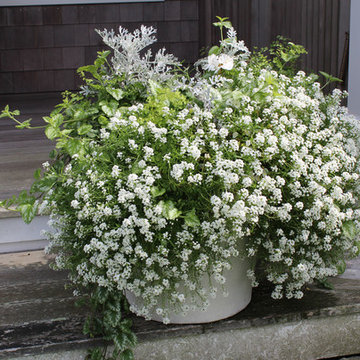 Window Boxes / Containers