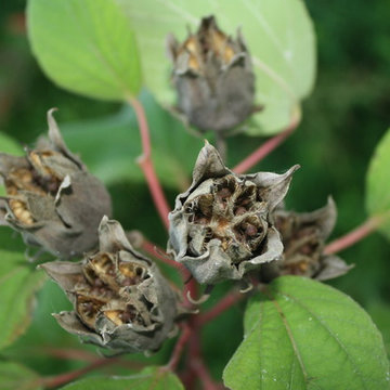 Hibiscus moscheutos (Crimsoneyed Rosemallow)