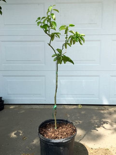 Harris Citrus Nursery Susanne Michigan Zone 5 6
