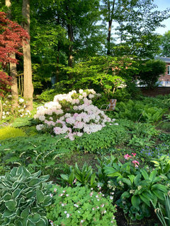 Woodland peony obovata ‘alba’: Is it always so shy to flower? | Houzz Forum