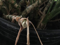 Aglaonema Cutting | Houzz Forum