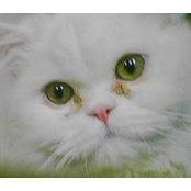 Amal Ellabban's photo