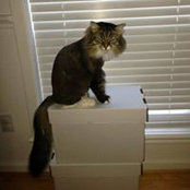 Natalie Feves's photo
