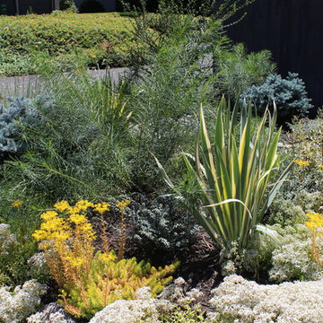 Marian's minimal maintenance - front garden