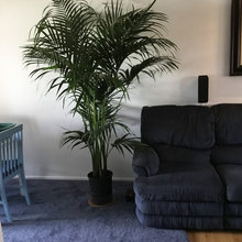 My plants