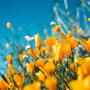 Perennials, shrubs and other ideas