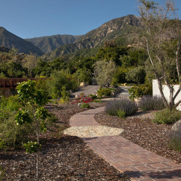 Montecito Phoenix rise from the ashes
