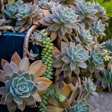 Water Wise Garden