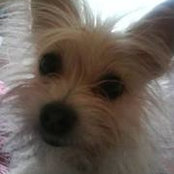 Sheri Dowdy's photo