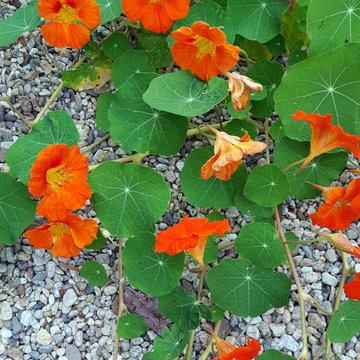 San Clemente Hummingbird Garden
