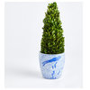 Boxwood Cone Topiary Drop-In, 16"