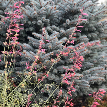 High Desert Landscapes - Up Close