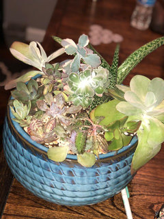 square potted plants Ella Square Pot - Black