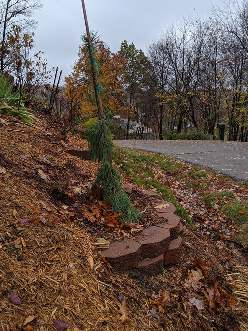 Planting Pine tree on a hill