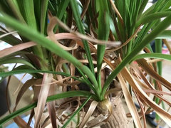 harlequin pothos for sale Rare Uncommon Pothos Plants Cuttings Albo Pothos Dragon Key Sleeping J   Rooting 4 Joy