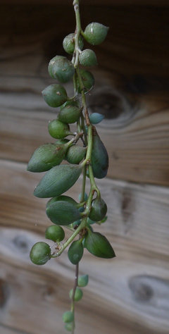 String of pearls propagating