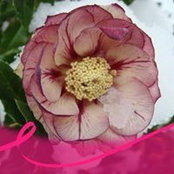 Marie-thérèse Desvignes's photo