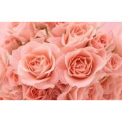 Christine Miller-Williams's photo