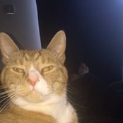 Lisa Anns foto