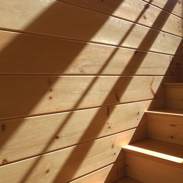 Eastern White Pine
