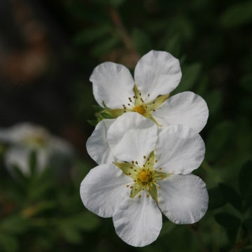 Happy Face® Bush Cinquefoil