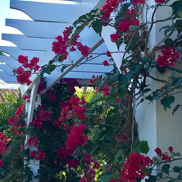 Pergola and vine